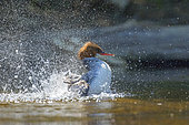 Merganser (Mergus merganser) female snorting. La Mauricie National Park. Province of Quebec, Canada.