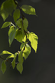 Spring foliage of yellow birch (Betula alleghaniensis) against the light. La Mauricie National Park. Province of Quebec. Canada.