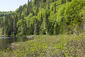 Boreal forest in spring on the shores of Lake Wapizagonke. La Mauricie National Park. Province of Quebec. Canada.