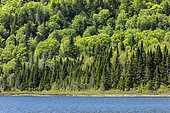 Boreal forest by a lake. La Mauricie National Park. Province of Quebec. Canada.