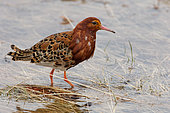 Ruff (Calidris pugnax) in breeding plumage displaying, Sweden