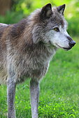 Loup du Mackenzie (Canis lupus mackenzii) en captivité, Isère, France