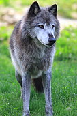 Northwest territories wolf (Canis lupus mackenzii) captive, Isere, France