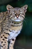 Geoffroy's Cat (Leopardus geoffroyi) captive, Isere, France