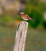 Skylark (Alauda arvensis) on a post, Causse Méjean, Lozère, France
