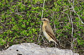 Northern wheatear (Oenanthe oenanthe) female on rock, Causse Méjean, Lozère, France