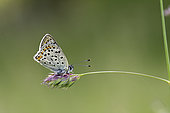 Argus sp butterfly waiting to warm up before taking flight, Prairies du Fouzon, France