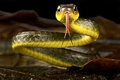 Amazonian whip snake, Chironius exoletus