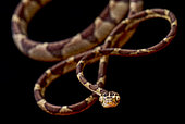 Bluntheaded tree snake (Imantodes cenchoa)