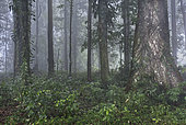 Cloud rainforest, Suriname.