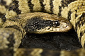 False water cobra (Hydrodynastes gigas)