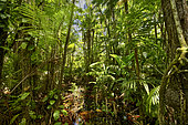 Flooded savanna forest, Acai palms, Suriname