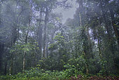 High altitude cloud rainforest, Suriname.