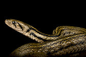 Javanese Keelback Water snake (Fowlea melanzosta)
