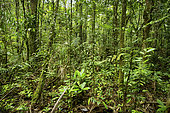 Primary rainforest, Suriname