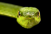 South American green vine snake (Oxybelis fulgidus)
