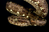 Speckled Forest Pit Viper (Bothrops taeniata)