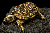 Speke’s Hinged-back tortoise (Kinixys spekii)
