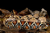 Suriname Red-tailed boa (Boa constrictor constrictor)