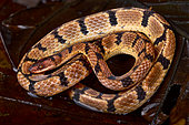 Wucherer's Ground Snake (Xenopholis scalaris)