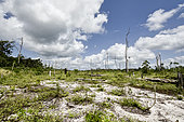 deforestated savanna forest, Suriname
