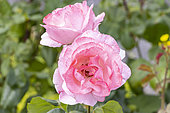 Rose floribunda, Rosa 'Queen Elisabeth' Breeder : Lammerts (USA) 1954, flowers