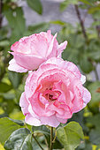 Rose floribunda, Rosa 'Queen Elisabeth' Breeder : Lammerts (USA) 1954, flowers