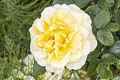 Modern hybrid rose, Rosa 'Sunstar' Breeder: Kordes (GER) 2001, flowers