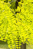 Black Locust, False acacia, Robinia pseudoacacia 'Frisia', foliage