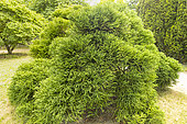 Japanese Cedar, Cryptomeria japonica 'Spiralis'