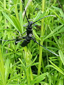 Capricorn beetle (Cerambyx scopolii) mating on grass, Isere, France