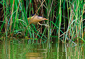 Male Little Bittern (Ixobrychus minutus) in a reedbed, Isère, France