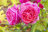 Hybrid tea rose, Rosa 'Line Renaud' Breeder: Meilland (FRA) 2007, flowers