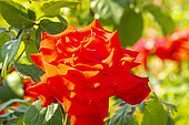 Hybrid tea rose, Rosa 'Grande Amore' Breeder : Kordes (GER) 2005, flower
