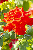 Hybrid tea rose, Rosa 'Grande Amore' Breeder : Kordes (GER) 2005, flower