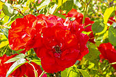 Modern hybrid rose, Rosa 'Sommerabend' Breeder: Kordes (GER) 1995, flowers