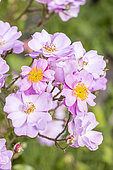 Rosa rugosa hybrid rose, Rosa 'Lavender Dream' Breeder: Interplant 1984, flowers