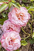 Grouped-flower rose, Rosa 'Botticelli' Breeder: Meilland (FRA) 2004, flowers