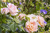 Grouped-flower rose, Rosa 'Botticelli' Breeder: Meilland (FRA) 2004, flowers