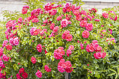 Modern hybrid rose, Rosa 'Anadia' Breeder : Meilland (FRA) 2000, flowers