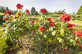 Hybrid tea rose, Label ADR rose, Rosa 'Grande Amore' Breeder : Kordes (GER) 2005, flowers