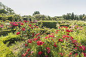 Modern hybrid rose, Rosa 'Sommerabend', Rosa 'Grande Amore' , Roseraie de l'Ecole du Breuil, Paris, France