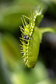 Venus Fly Trap (Dionaea muscipula) with fly prey