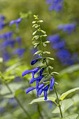 Blue anise sage (Salvia guaranitica) 'Blue Enigma'