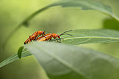 Black-tipped Soldier Beetle (Rhagonycha fulva) pair mating, Gard, France