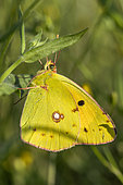 Clouded yellow (Colias croceus) resting on grass, Gard, France