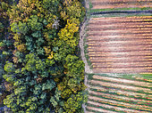Vignes en automne dans la vallée du Calavon, Luberon, Vaucluse, France