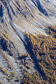 Larch in autumn, Ubaye valley, Alpes de Haute Provence, France