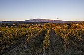 Mont Ventoux and vineyards in autumn, France