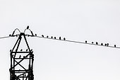 Starling (Sturnus vulgaris) on a wire, Avignon, France